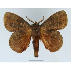 /filer/webapps/moths/media/images/L/leonina_Closterothrix_AM_Basquin_01.jpg