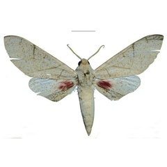 /filer/webapps/moths/media/images/U/ukambaniensis_Neoclanis_PTM_ZSM_02a.jpg