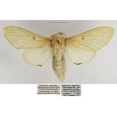 /filer/webapps/moths/media/images/D/diluta_Streblote_AF_TMSA.jpg