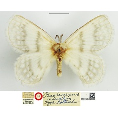 /filer/webapps/moths/media/images/N/nivalis_Phasicnecus_HT_NHMUK.jpg