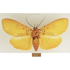 /filer/webapps/moths/media/images/S/speciosa_Asota_AF_TMSA_06.jpg