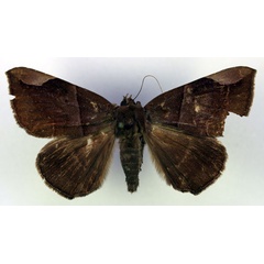 /filer/webapps/moths/media/images/B/basilewskyi_Achaea_HT_RMCA_03.jpg