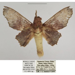 /filer/webapps/moths/media/images/C/calcarales_Gelo_AM_TMSA_02.jpg