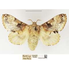/filer/webapps/moths/media/images/M/myxa_Odontocheilopteryx_AF_NHMUK.jpg