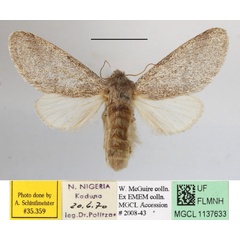 /filer/webapps/moths/media/images/S/steniptera_Epicerura_A_MGCLa_01.JPG