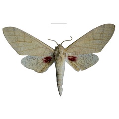 /filer/webapps/moths/media/images/G/giustii_Neoclanis_HT_EMEMa.jpg