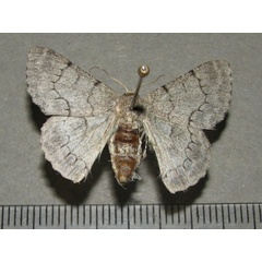/filer/webapps/moths/media/images/R/rhadamaria_Pingasa_AF_Goff_01.jpg