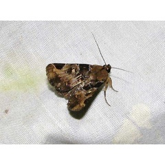 /filer/webapps/moths/media/images/D/discimacula_Athyrma_A_Goff_02.jpg