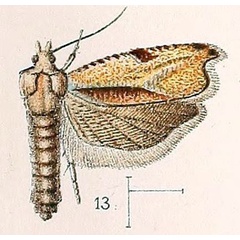 /filer/webapps/moths/media/images/F/falcata_Phoxopteris_ST_Walsingham_1891_3-13.jpg