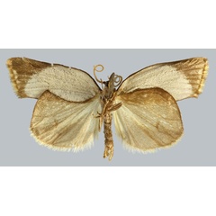 /filer/webapps/moths/media/images/M/melaleuca_Mimulosia_HT_MNHNb.jpg