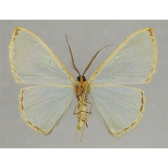 /filer/webapps/moths/media/images/A/acosmeta_Zamarada_AM_ZSMb.jpg