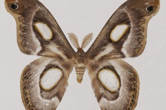 Epiphora mythimnia
