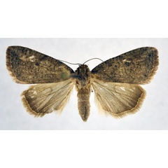 /filer/webapps/moths/media/images/T/typhla_Churia_A_NHMO_01.jpg