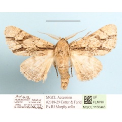 /filer/webapps/moths/media/images/F/fasciata_Thiacidas_A_MGCLa_01.JPG