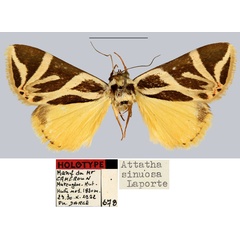 /filer/webapps/moths/media/images/S/sinuosa_Attatha_HT_MNHN.jpg