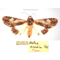 /filer/webapps/moths/media/images/A/arabica_Audea_HT_NHMW.jpg