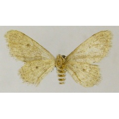 /filer/webapps/moths/media/images/C/coronata_Idaea_HT_ZSMb.jpg