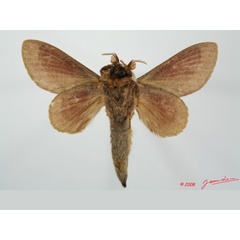 /filer/webapps/moths/media/images/H/honrathii_Pachytrina_AM_Albertb_01.jpg