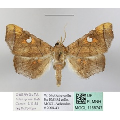 /filer/webapps/moths/media/images/P/penetrata_Episparis_A_MGCLa_02.JPG
