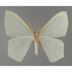 /filer/webapps/moths/media/images/C/caprifolia_Thalassodes_HT_ZSM_02.jpg