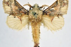 Odontocheilopteryx dollmani