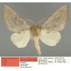 /filer/webapps/moths/media/images/R/robusta_Acrasia_HT_TMSA.jpg