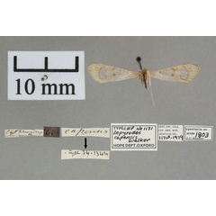 /filer/webapps/moths/media/images/C/capensis_Lepyrodes_HT_OUMNH_02.jpg