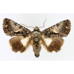 /filer/webapps/moths/media/images/I/iridocosma_Aedia_AM_TMSA_02.jpg