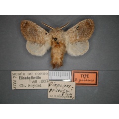 /filer/webapps/moths/media/images/G/griseus_Diapalpus_HT_RMCA_01.jpg