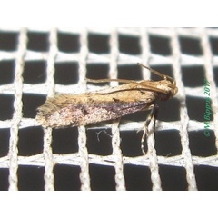 /filer/webapps/moths/media/images/P/paulianella_Ancylometis_A_Bippus.jpg