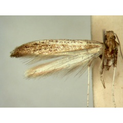 /filer/webapps/moths/media/images/S/seriata_Aspilapteryx_HT_TMSA328.jpg