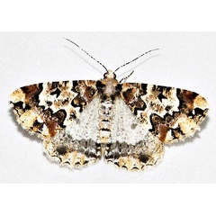 /filer/webapps/moths/media/images/A/albipennis_Oedicentra_A_Braun_08.jpg