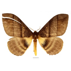 /filer/webapps/moths/media/images/W/watsoni_Hoplojana_AM_Basquin_02.jpg