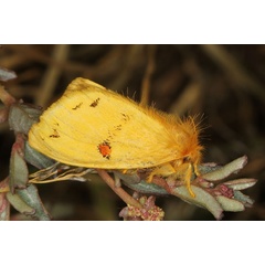 /filer/webapps/moths/media/images/C/crocata_Euproctis_AM_Heynsa.jpg