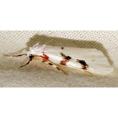 /filer/webapps/moths/media/images/R/rhodostriata_Cyana_A_Braun_04.jpg