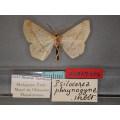 /filer/webapps/moths/media/images/P/phrynogyna_Psilocerea_PT_RMCA_02.jpg