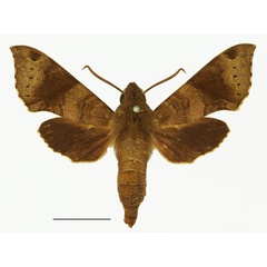 /filer/webapps/moths/media/images/N/nephele_Temnora_AM_Basquin_02a.jpg