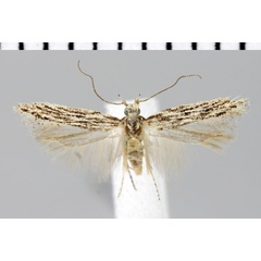 /filer/webapps/moths/media/images/C/carinata_Parapsectris_AM_ZMHB_02.jpg