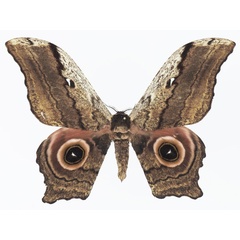 /filer/webapps/moths/media/images/E/ethra_Athletes_AM_Basquin_03a.jpg