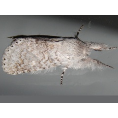 /filer/webapps/moths/media/images/N/natalensis_Cerurella_A_Grobler_02.jpg