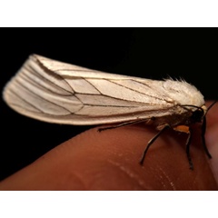 /filer/webapps/moths/media/images/G/grammiphlebia_Amsacta_A_Grimm.jpg