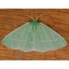 /filer/webapps/moths/media/images/C/clavicornis_Neromia_A_Roland.jpg