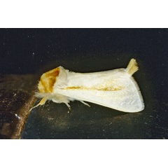 /filer/webapps/moths/media/images/S/spurcata_Antheua_A_Roland_01.jpg