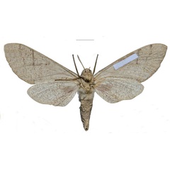 /filer/webapps/moths/media/images/W/witti_Neoclanis_PTF_ZSM_02b.jpg