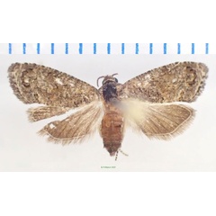 /filer/webapps/moths/media/images/L/leucotreta_Thaumatotibia_AF_Bippus.jpg