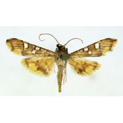 /filer/webapps/moths/media/images/S/smaragdina_Prophantis_A_ISEA.jpg