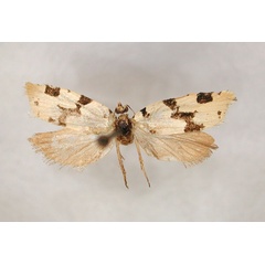 /filer/webapps/moths/media/images/M/melanophragma_Lozotaenia_HT_RMCA_01.jpg