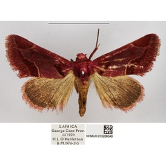 /filer/webapps/moths/media/images/A/accola_Rhodotarache_AM_NHMUK_02.jpg