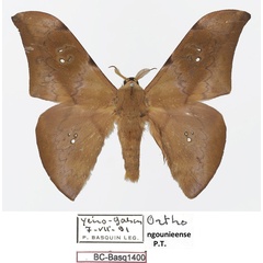 /filer/webapps/moths/media/images/N/ngounieense_Orthogonioptilum_PTM_Basquina.jpg