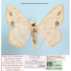 /filer/webapps/moths/media/images/S/sanguinisecta_Scopula_A_MGCLa_01.JPG